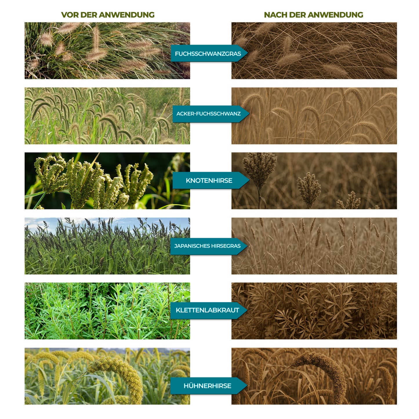 41% Glyphosatkonzentrat – Leistungsstarke Gras- und Vegetationskontrolle für das Flächenmanagement
