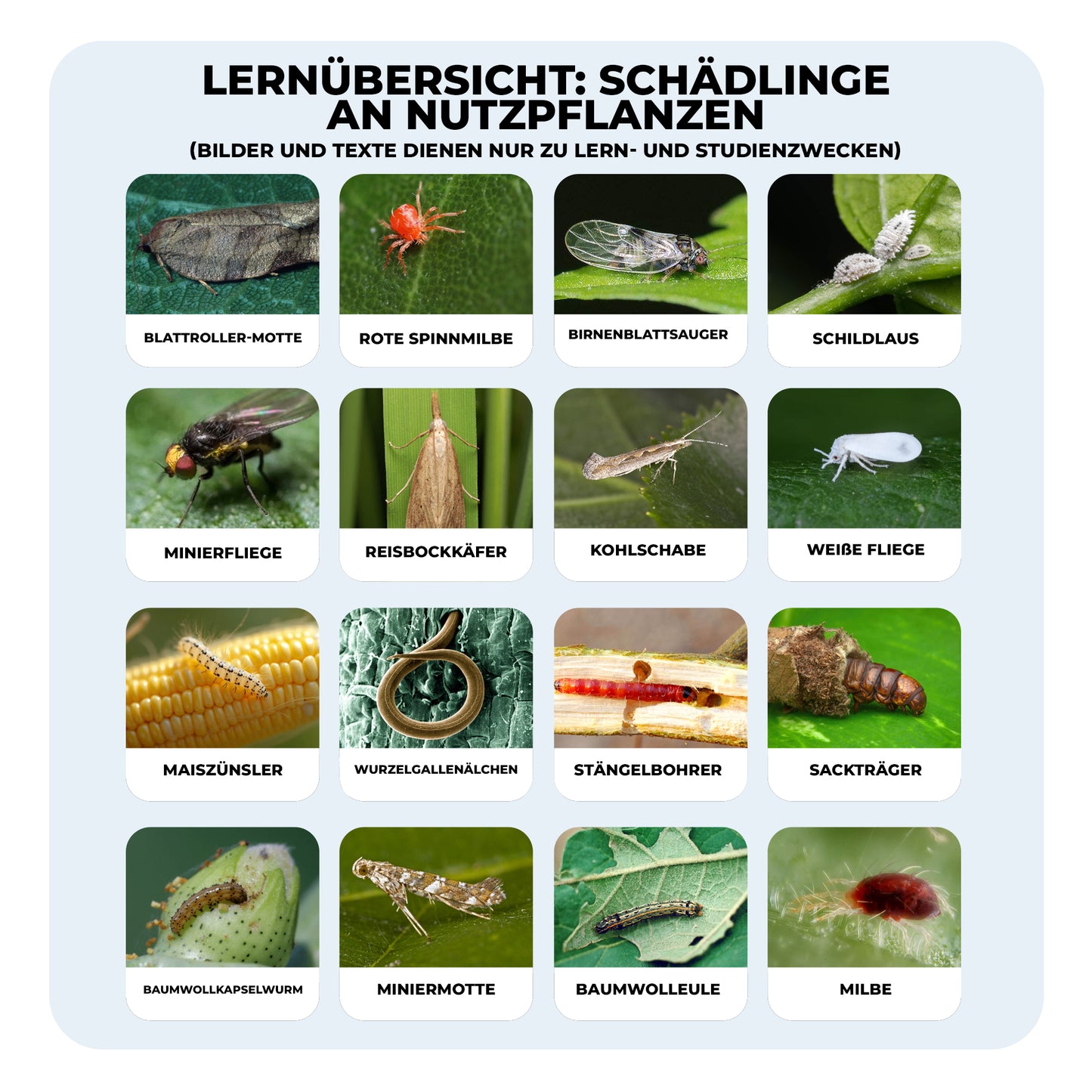 1,8% Abamectin-Emulsion Fortschrittliche Insektenbekämpfungsformel für Gemüse, Obst & Pflanzen