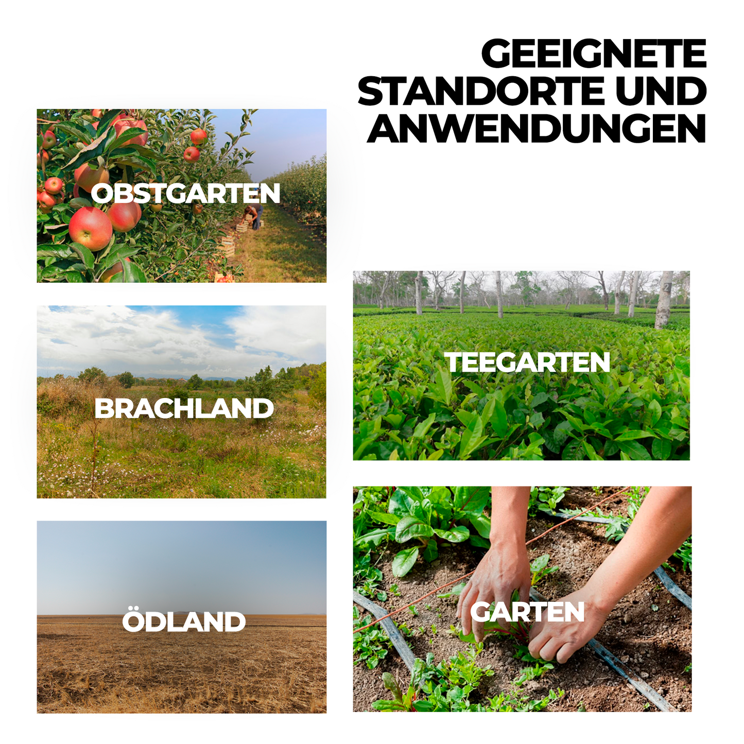 Glyphosat-Herbizid mit hoher Konzentration, Unkrautvernichter